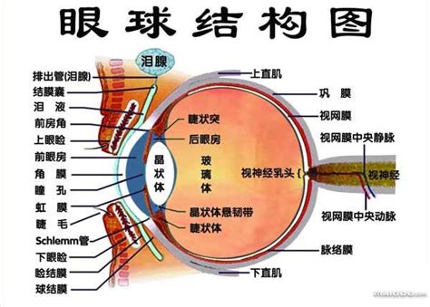 眼球形狀|结构和功能